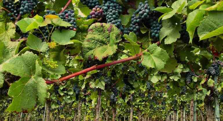Quels vins de Bordeaux sont proposés?