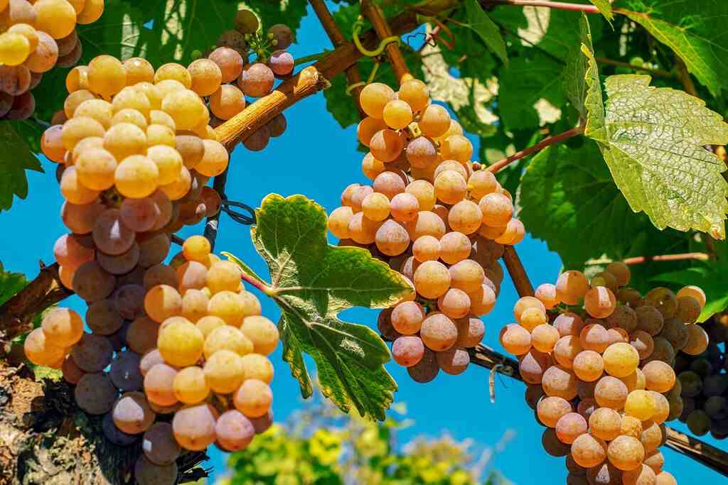 Quels raisins sont les meilleurs pour le vin?